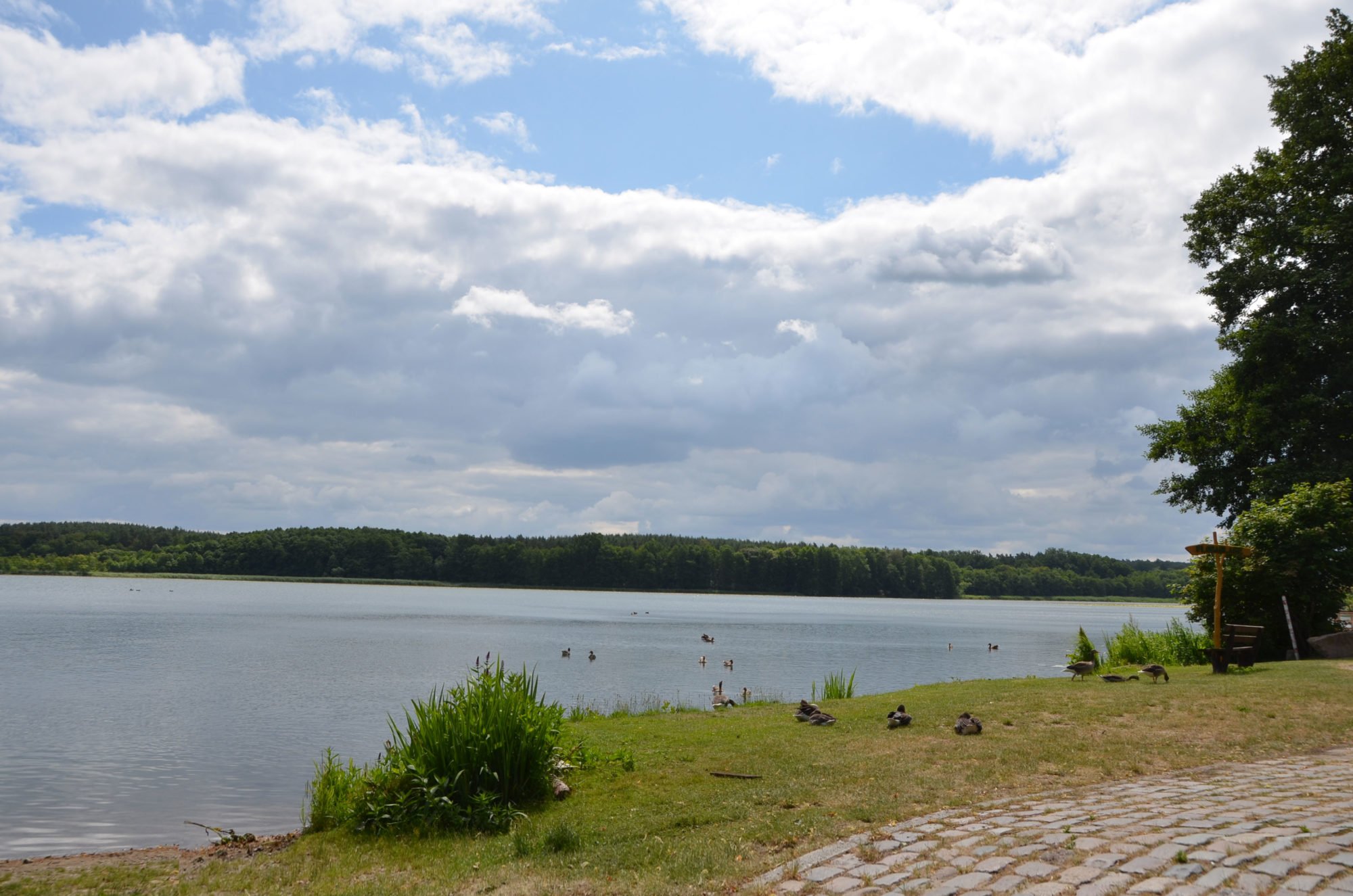 Im Vordergrund ein Weg aus Kopfsteinpflaster, dahinter Wiese, auf der Enten und Gänse sitzen und stehen. Dahinter der See und darüber blauer Himmel mit Wolken.